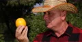 Farmer Man Carefully Studying Exotic Orange Fruit Mediterranean Orchard Product 4k or 4k+ Resolution