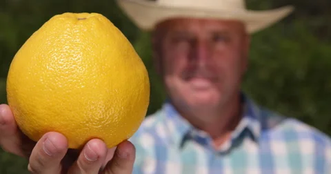 Farmer Man Checking Grapefruit Show Close Up Camera Exotic Tropical Fruit Plant 스톡 동영상 55337817