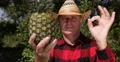 Farmer Man Checking Pineapple Fruit Quality Showing Satisfied Ok Sign Gesture 4k or 4k+ Resolution