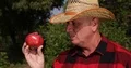 Farmer Man Checking Red Pomegranate Exterior Aspect Analyze Fruit Ripe Quality 4k or 4k+ Resolution