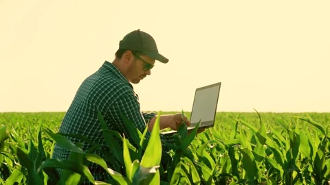 Farmer man in corn field works with computer, Business Farm. Agriculture Stock Footage 252156057