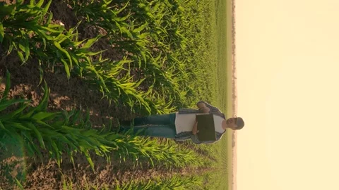 Farmer man in corn field works with computer, Business Farm. Farmer with laptop 動画素材 262997637