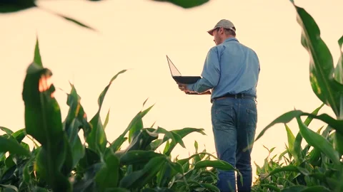 Farmer man in corn field works with computer, Business Farm. Agronomist on farm Stock Footage 292840475