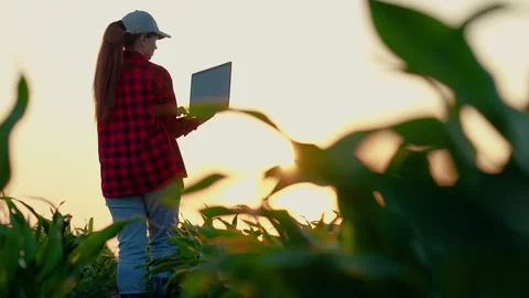 Farmer man in corn field works with computer, Business Farm. Farmer woman with 動画素材 292841198