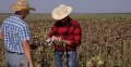 Farmer Man Counting Money Lease Payment Land Owner Sunflower Field Worker Payday 4k or 4k+ Resolution