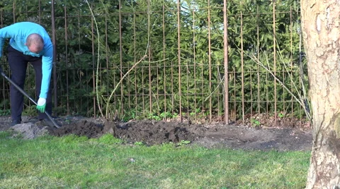 Farmer man dig flower bed soil ground near rose sprouts. 4K Stock Footage 53430697