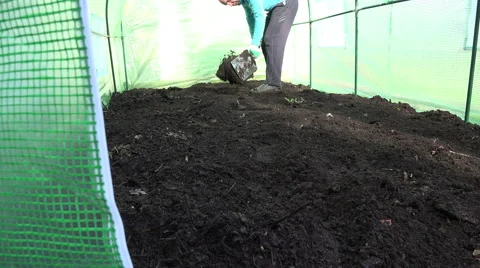Farmer man dig soil with spade tool in greenhouse. 4K Stock Footage 52951377