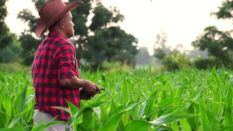 Farmer man with digital tablet controling drone Agriculture technology over corn Stock Footage 249616237