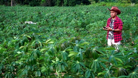 Farmer man with digital tablet controling drone Agriculture technology over corn Stock Footage 249616658
