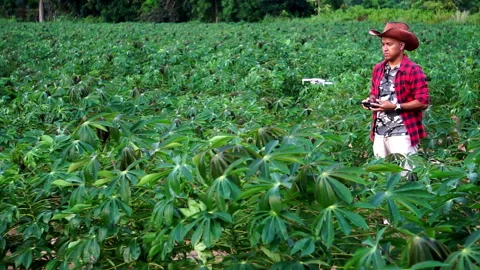 Farmer man with digital tablet controling drone Agriculture technology over corn Stock Footage 249616663