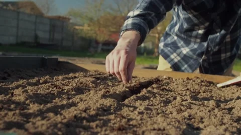 Farmer man hand seeding organic seeds in fertilized soil at garden bed Stock Footage 196151342
