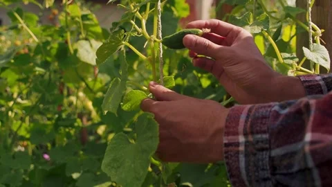 Farmer man inspect young eco cucucmber from garden beds close up Stock Footage 235062647