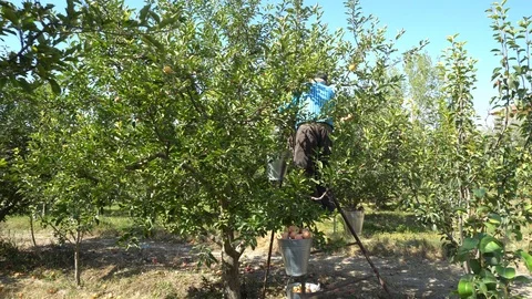 Farmer Man Pick apple Tree Fruits Stock Footage 96718584