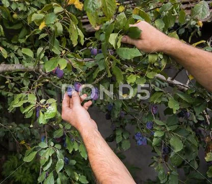 Farmer man picking blue plums Stock Photos