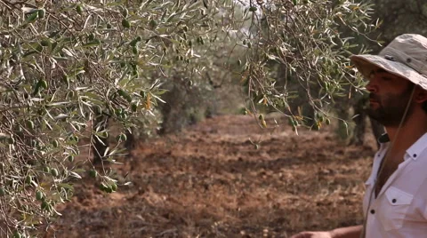 Farmer Man Picking Olives From Tree Video stock 68060030