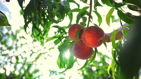 Farmer man picks big ripe peaches. Peach hanging on a branch in orchard. Stockbeeldmateriaal 139065744