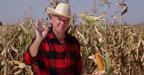 Farmer Man Quality Check Cornfield Harvest Corn Field Farm Land Agriculture Crop Stock Footage 55343371