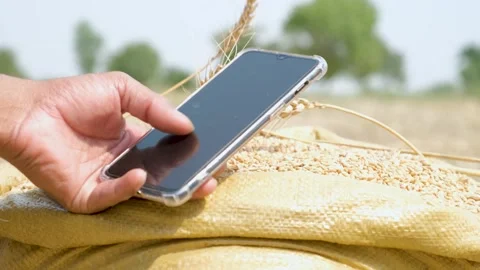 Farmer man with smart mobile phone working in wheat field during harvesting 動画素材 246473872