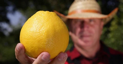 Farmer Man Test and Recommend  Grapefruit Show Close Up Camera Vegan Diet Secret Stock Footage 83664131