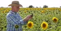 Farmer Man Touch Pad Sunflower Crop Culture Harvest Agronomy Industry Research 4k or 4k+ Resolution