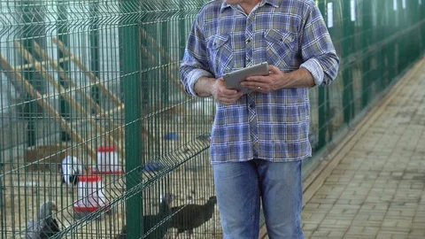 Farmer man using tablet computer, checking quality in poultry chicken farm Video stock 101311714