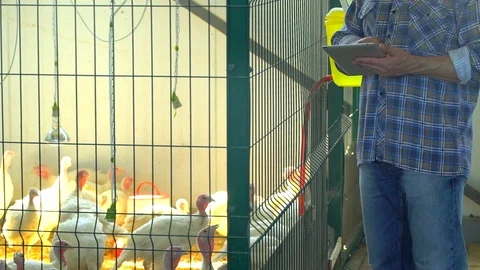 Farmer man using tablet computer, checking quality in poultry chicken farm Stock Footage 101312020
