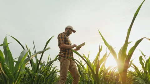 Farmer man using tablet computer in cornfield Stock Footage 278150953