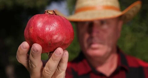 Farmer Man View Present Close Up Red Pomegranate Exotic Fruit Fresh Vitamins 스톡 동영상 83665729