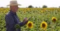 Farmer Man Walk Prospect Sunflower Field Quality Check Agriculture Concept Crop 4k or 4k+ Resolution