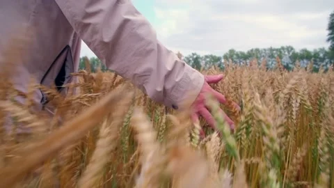 Farmer man walking in the field touching wheat with hand Stock Footage 160397793
