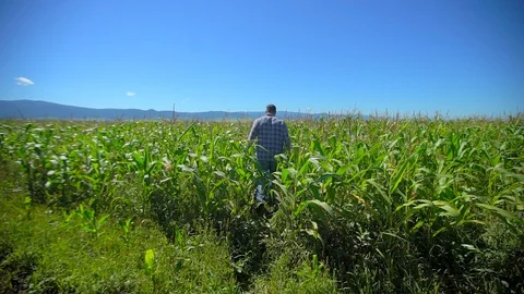 Farmer man walking through plantation of corn. Male farmer hands checking and Stock Footage 101307181