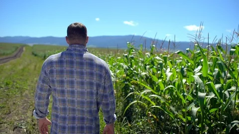 Farmer man walking through plantation of corn. Male farmer hands checking and Stock Footage 101307905