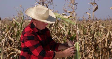 Farmer Man Work Examine Ripe Corn Field Farm Activity Maize Plant Verify Harvest 스톡 동영상 55019112