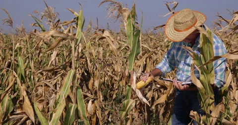 Farmer Man Working Checking Sweet Cornfield Corn Field Maize Plants Organic Farm Stock Footage 55343339