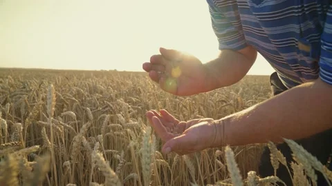Farmer manually checks the wheat. Spikelets in the agronomist's hands. Stock-Footage 149241709