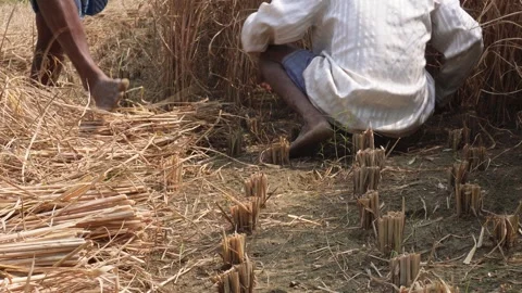 Farmer manually harvesting crops 스톡 동영상 332559390