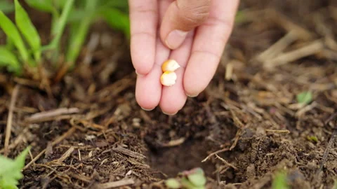 Farmer manually planting corn seeds, traditional maize kernel sowing