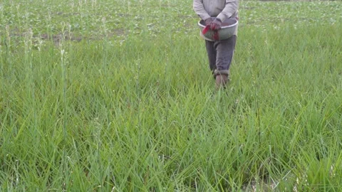 Farmer manually spreading fertilizer Vídeo Stock 332557337