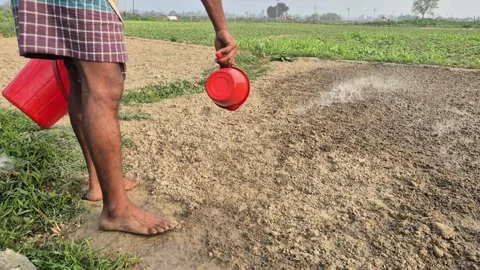 Farmer Manually Watering Vegetable Seeds in Dry Soil Field Stock Footage 337152431