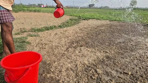 Farmer Manually Watering Vegetable Seeds in Dry Soil Field Stock Footage 337152444
