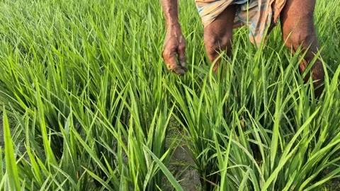 Farmer Manually Weeding in Green Rice Field Covered with Morning Dew Drops Stock Footage 336823025