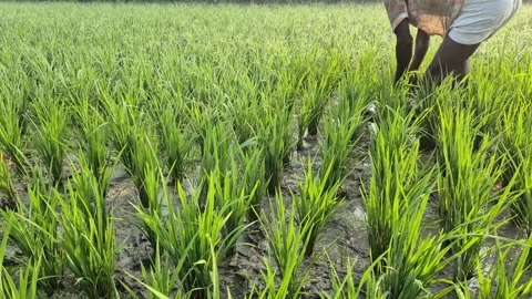 Farmer Manually Weeding in Muddy Rice Field Under Soft Morning Sunlight 動画素材 336823023