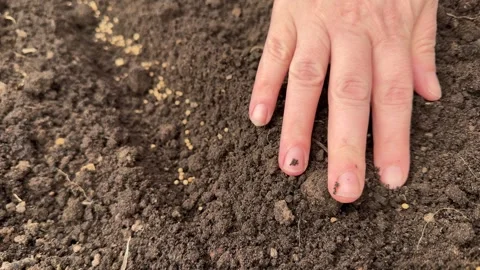 Farmer marking a fresh vegetable garden bed with a tag mockup 库存影片 341347638