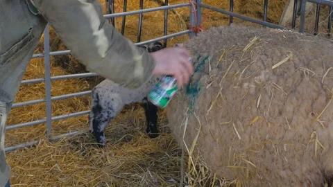 Farmer marks his sheep with a number using spray paint Video stock 77878715