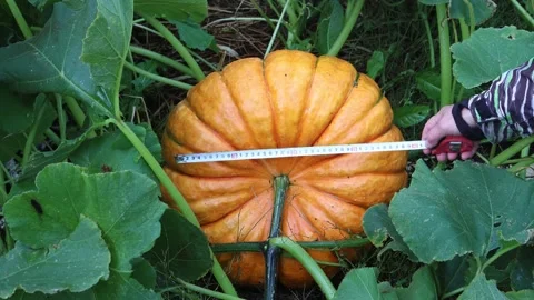 Farmer measures pumpkin in garden using ruler. Stock Footage 224772490