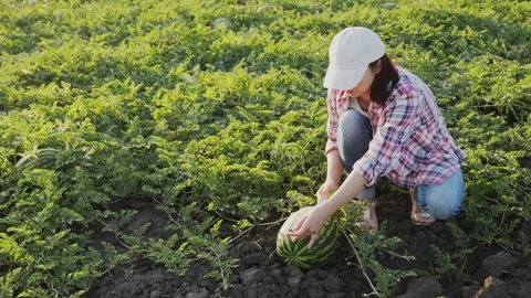 Farmer measuring a watermelon Stock Footage 241233709