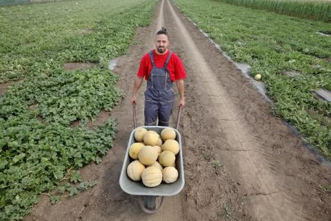 Farmer with melon in field 스톡 사진