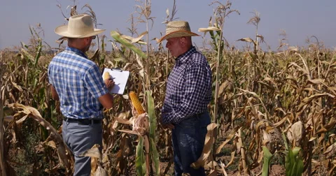 Farmer Men Check Corn Field Harvesting Season Eco Crop Farm Cereal Producer Grow 스톡 동영상 54526949