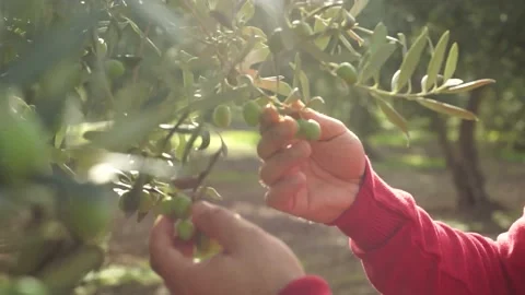 Farmer Men control the olives on tree. Hand of a Man Farmer is Touching some  4K 스톡 동영상 221345713