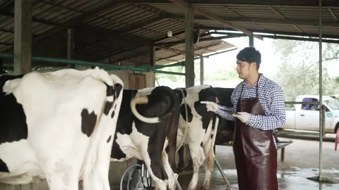 Farmer men with digital tablet working in the cowshed. Stock Footage 182419077